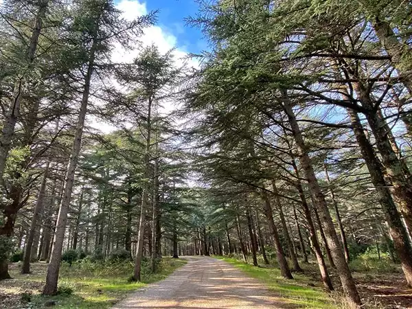 Forêt de Cèdres